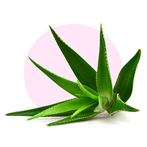 🌿 A - Aloe Vera: Your Skin's BFF! 🌿